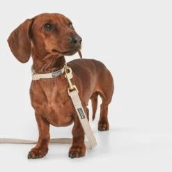 Correa Nomad Tales Calma Arena Para Perros 28 Correa Nomad Tales Calma Arena Para Perros -Trixie Ventas 326096 nomad tales calma hundeleine sand 120cm 03 3