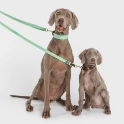 Correa Nomad Tales Bloom Menta Para Perros 16 Correa Nomad Tales Bloom Menta Para Perros -Trixie Ventas 326798 nomad tales bloom halsband mint 02 9