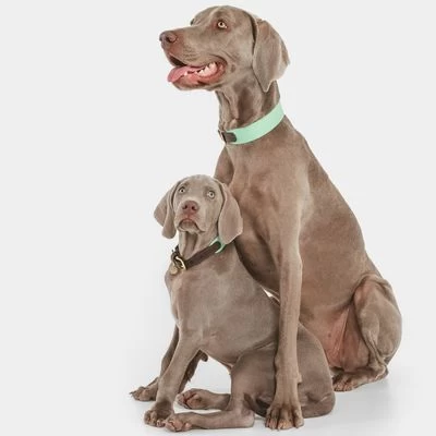 Collar Nomad Tales Bloom Menta Para Perros 2 Collar Nomad Tales Bloom Menta Para Perros - Imagen 2