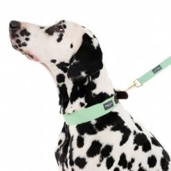 Correa Nomad Tales Bloom Menta Para Perros 23 Correa Nomad Tales Bloom Menta Para Perros -Trixie Ventas 326801 328199 bloom l fg 7561 0