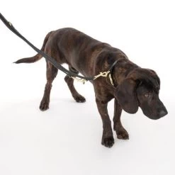 Collar Nomad Tales Calma ébano Para Perros 25 Collar Nomad Tales Calma ébano Para Perros -Trixie Ventas 326805 calma l ebony fg 7938 1