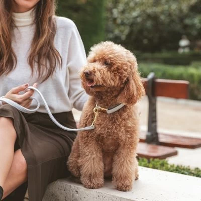 Correa Nomad Tales Calma Piedra Para Perros 4 Correa Nomad Tales Calma Piedra Para Perros - Imagen 4