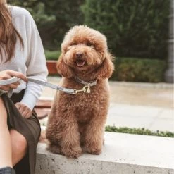 Correa Nomad Tales Calma Piedra Para Perros 25 Correa Nomad Tales Calma Piedra Para Perros -Trixie Ventas 326806 326197 nomad tales calma halsband stone 04 2