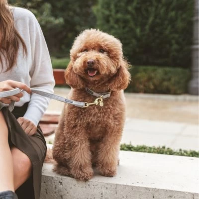 Correa Nomad Tales Calma Piedra Para Perros 13 Correa Nomad Tales Calma Piedra Para Perros - Imagen 13