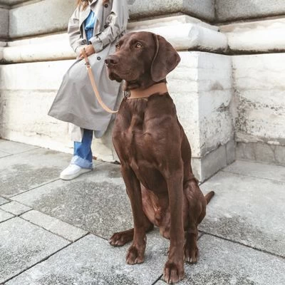 Correa Nomad Tales Bloom Caramelo Para Perros 3 Correa Nomad Tales Bloom Caramelo Para Perros - Imagen 3