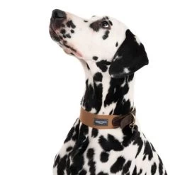 Collar Nomad Tales Bloom Caramelo Para Perros 23 Collar Nomad Tales Bloom Caramelo Para Perros -Trixie Ventas 328398 bloom l fg 7612 3