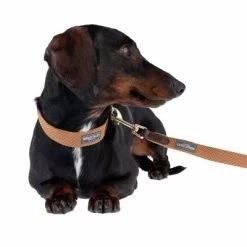 Correa Nomad Tales Bloom Caramelo Para Perros 21 Correa Nomad Tales Bloom Caramelo Para Perros -Trixie Ventas 328697 328202 bloom xs fg 7393 5 1