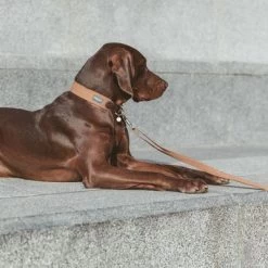 Collar Nomad Tales Bloom Caramelo Para Perros 26 Collar Nomad Tales Bloom Caramelo Para Perros -Trixie Ventas 328697 328698 328397 328398 328399 nomad tales bloom halsbaender 02 7