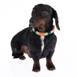 Collar Nomad Tales Spirit Mandarina Para Perros 19 Collar Nomad Tales Spirit Mandarina Para Perros -Trixie Ventas 328796 spirit xs fg 7642 9