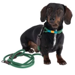 Collar Nomad Tales Spirit Pino Para Perros 31 Collar Nomad Tales Spirit Pino Para Perros -Trixie Ventas 328999 329007 spirit xs fg 7757 1