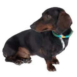 Collar Nomad Tales Spirit Pino Para Perros 19 Collar Nomad Tales Spirit Pino Para Perros -Trixie Ventas 328999 spirit xs fg 7737 6