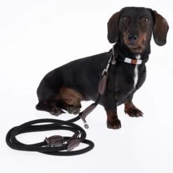 Collar Nomad Tales Spirit ébano Para Perros 27 Collar Nomad Tales Spirit ébano Para Perros -Trixie Ventas 329001 329396 spirit xs fg 7728 6