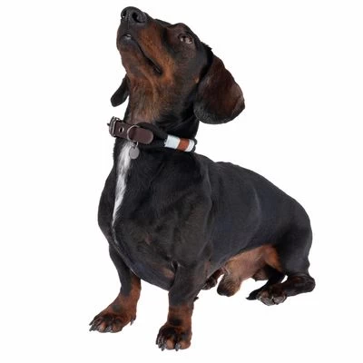 Collar Nomad Tales Spirit ébano Para Perros 4 Collar Nomad Tales Spirit ébano Para Perros - Imagen 4