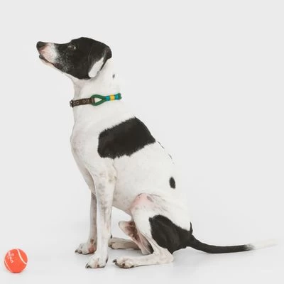 Collar Nomad Tales Spirit Pino Para Perros 5 Collar Nomad Tales Spirit Pino Para Perros - Imagen 5