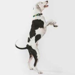 Collar Nomad Tales Spirit Pino Para Perros 28 Collar Nomad Tales Spirit Pino Para Perros -Trixie Ventas 329007 nomad tales spirit leinen halsbaender 04 8