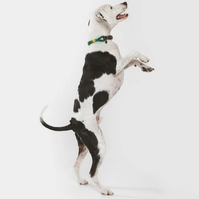 Collar Nomad Tales Spirit Pino Para Perros 13 Collar Nomad Tales Spirit Pino Para Perros - Imagen 13