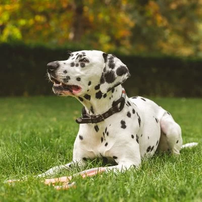 Collar Nomad Tales Spirit ébano Para Perros 2 Collar Nomad Tales Spirit ébano Para Perros - Imagen 2