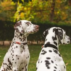 Collar Nomad Tales Spirit ébano Para Perros 22 Collar Nomad Tales Spirit ébano Para Perros -Trixie Ventas 329197 nomad tales spirit halsband stone 02 7