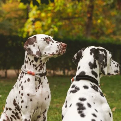 Collar Nomad Tales Spirit ébano Para Perros 8 Collar Nomad Tales Spirit ébano Para Perros - Imagen 8