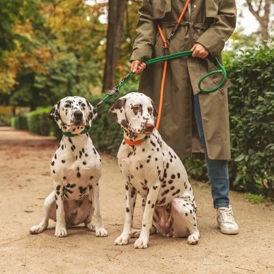 Collar Nomad Tales Spirit Mandarina Para Perros 15 Collar Nomad Tales Spirit Mandarina Para Perros - Imagen 15