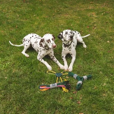 Cuerda Trébol Nomad Tales Spirit Juguete Para Perros 12 Cuerda Trébol Nomad Tales Spirit Juguete Para Perros - Imagen 12