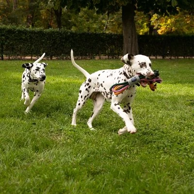 Cuerdas Varias Nomad Tales Spirit Multirope Juguete Para Perros 13 Cuerdas Varias Nomad Tales Spirit Multirope Juguete Para Perros - Imagen 13