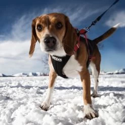 Arnés De Canicross NEEWA Running Rojo Para Perros 9 Arnés De Canicross NEEWA Running Rojo Para Perros -Trixie Ventas 505648 hs neewa running harness rot hund 4