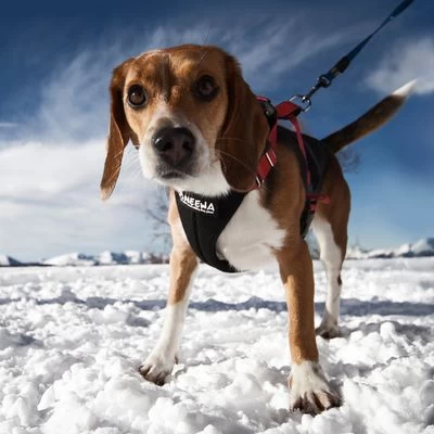 Arnés De Canicross NEEWA Running Rojo Para Perros 5 Arnés De Canicross NEEWA Running Rojo Para Perros - Imagen 5