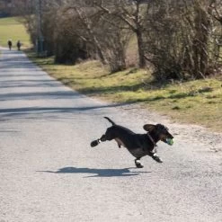 Zapatos Para Perros S & P Boots -Trixie Ventas 52149 hundeschuhe xs fg 0890 4