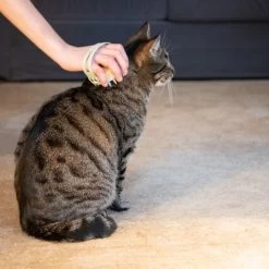 Kooa Cepillo Masajeador Para Gatos 21 Kooa Cepillo Masajeador Para Gatos -Trixie Ventas 62207 21 kooa haustierbuerste hpc2208 1000x 5