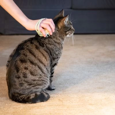 Kooa Cepillo Masajeador Para Gatos 10 Kooa Cepillo Masajeador Para Gatos - Imagen 10