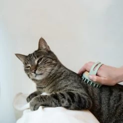 Kooa Cepillo Masajeador Para Gatos 18 Kooa Cepillo Masajeador Para Gatos -Trixie Ventas 62207 22 kooa haustierbuerste hpc2208 1000x 0