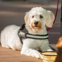 Julius K9 Arnés Julius-K9 IDC® Power Negro Para Perros 19 Julius K9 Arnés Julius-K9 IDC® Power Negro Para Perros -Trixie Ventas 65902 julius k9 idc powergeschirr schwarz hs10 7