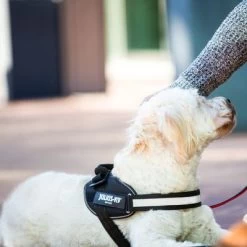 Julius K9 Arnés Julius-K9 IDC® Power Negro Para Perros 21 Julius K9 Arnés Julius-K9 IDC® Power Negro Para Perros -Trixie Ventas 65902 julius k9 idc powergeschirr schwarz hs8 3