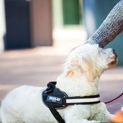 Julius K9 Arnés Julius-K9 IDC® Power Negro Para Perros 10 Julius K9 Arnés Julius-K9 IDC® Power Negro Para Perros - Imagen 10