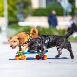 Julius K9 Arnés Julius-K9 IDC® Power Negro Para Perros 16 Julius K9 Arnés Julius-K9 IDC® Power Negro Para Perros -Trixie Ventas 65902 julius k9 idc powergeschirr schwarz hs9 9