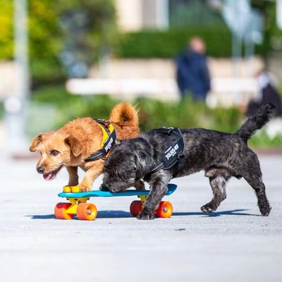 Julius K9 Arnés Julius-K9 IDC® Power Negro Para Perros 5 Julius K9 Arnés Julius-K9 IDC® Power Negro Para Perros - Imagen 5