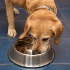 Comedero Antivoracidad De Acero Para Perros 17 Comedero Antivoracidad De Acero Para Perros -Trixie Ventas 66349 antischlingnapf fg 1008 7