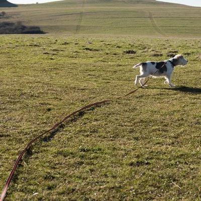 Correa De Rastreo Heim Engomada Para Perros 17 Correa De Rastreo Heim Engomada Para Perros - Imagen 17