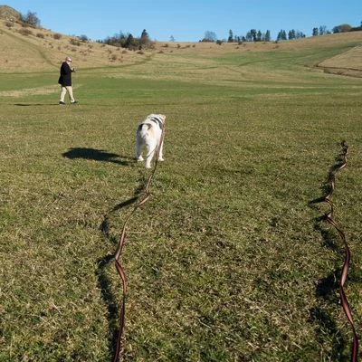 Correa De Rastreo Heim Engomada Para Perros 16 Correa De Rastreo Heim Engomada Para Perros - Imagen 16
