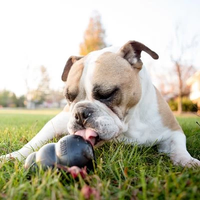 KONG Extreme Juguete Negro Para Perros 6 KONG Extreme Juguete Negro Para Perros - Imagen 6