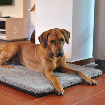 Colchón Ortopédico Pawz & Pepper Aurora 8 Colchón Ortopédico Pawz & Pepper Aurora - Imagen 8