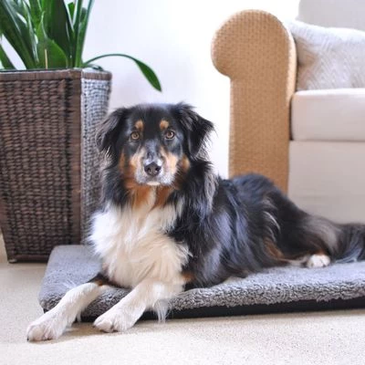 Colchón Ortopédico Pawz & Pepper Aurora 3 Colchón Ortopédico Pawz & Pepper Aurora - Imagen 3