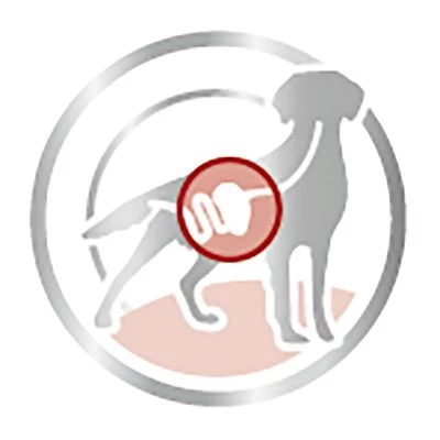 Royal Canin Medium Adult En Salsa Para Perros 4 Royal Canin Medium Adult En Salsa Para Perros - Imagen 4