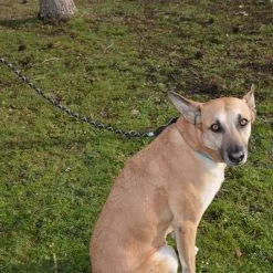 Julius K9 Correa Julius-K9 IDC® Cordino Para Perros 9 Julius K9 Correa Julius-K9 IDC® Cordino Para Perros -Trixie Ventas 89141 juliusk9 idcropeleash hs 04 8