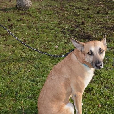 Julius K9 Correa Julius-K9 IDC® Cordino Para Perros 4 Julius K9 Correa Julius-K9 IDC® Cordino Para Perros - Imagen 4