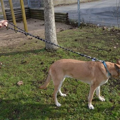 Julius K9 Correa Julius-K9 IDC® Cordino Para Perros 2 Julius K9 Correa Julius-K9 IDC® Cordino Para Perros - Imagen 2