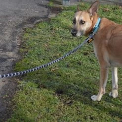 Julius K9 Correa Julius-K9 IDC® Cordino Para Perros 10 Julius K9 Correa Julius-K9 IDC® Cordino Para Perros -Trixie Ventas 89141 juliusk9 idcropeleash hs 08 0