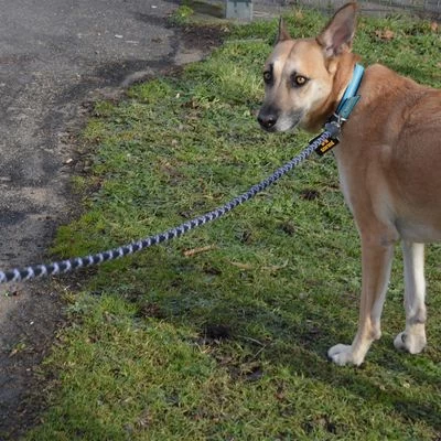 Julius K9 Correa Julius-K9 IDC® Cordino Para Perros 5 Julius K9 Correa Julius-K9 IDC® Cordino Para Perros - Imagen 5