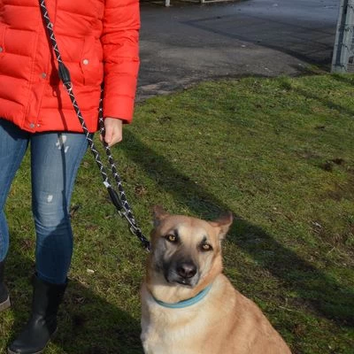 Julius K9 Correa Ajustable Julius-K9 IDC® Cordino Para Perros 2 Julius K9 Correa Ajustable Julius-K9 IDC® Cordino Para Perros - Imagen 2